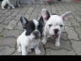 /album/fotogalerie/fr-bully-jpg/
